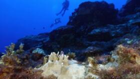 Bleached coral is visible at the Flower Garden Banks National Marine Sanctuary, off the coast of Galveston, Texas, in the Gulf of Mexico, Sept. 16, 2023.