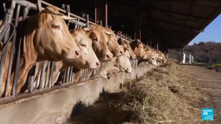 France says cattle disease under control as farm protests continue